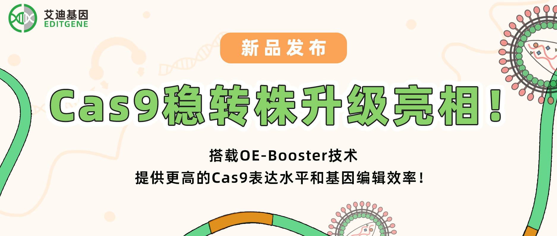 【科研新动力】球盟会生物基因Cas9稳转株升级亮相！搭载OE-Booster技术，给予更高的Cas9表达水平和基因编辑效率！