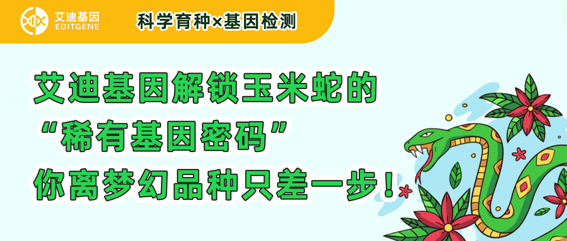 科研育种×基因检测 | 球盟会生物基因解锁玉米蛇的“稀有基因密码”，你离梦幻品种只差一步！